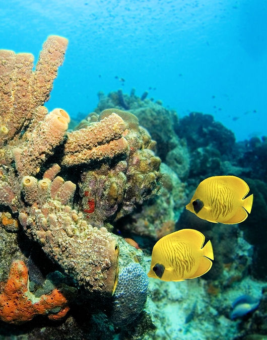 Cozumel Beach Break, Buffet and Bar